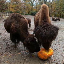 Halloween. Dýně u bizonů